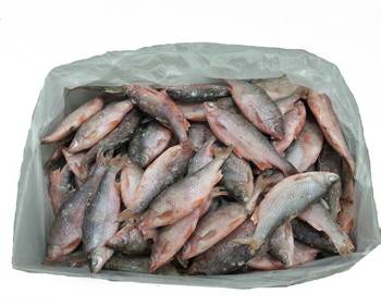 Freshwater fish (roach) IQF - 1 kg