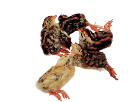 Day-old quails 