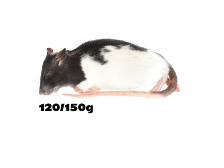 Ratten 120/150g