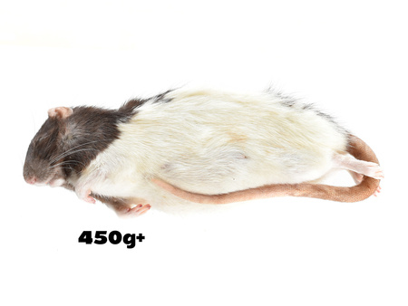Szczury 450g+